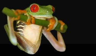 Silvestr Szabó - foto natura