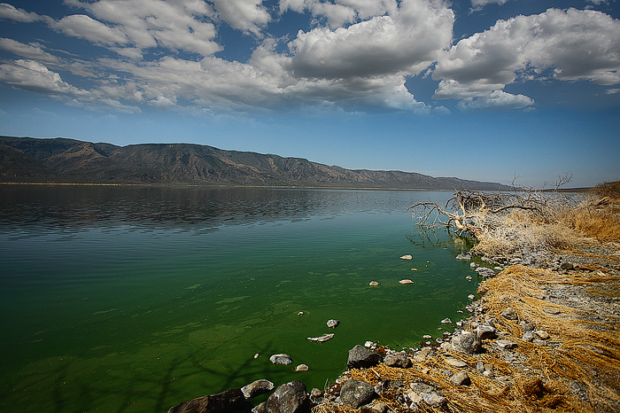 Lake Bogoria