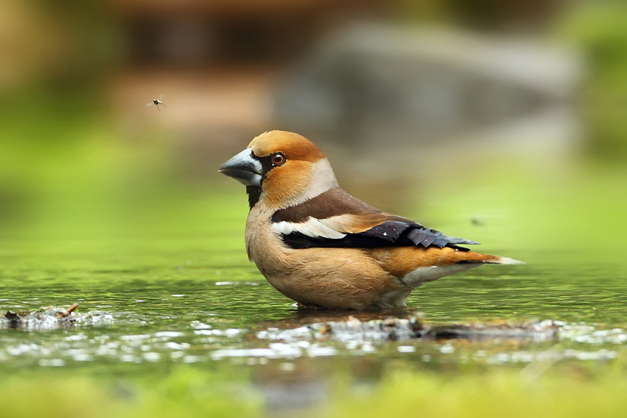 Dlask tlustozob&yacute; (Coccothraustes coccothraustes)
