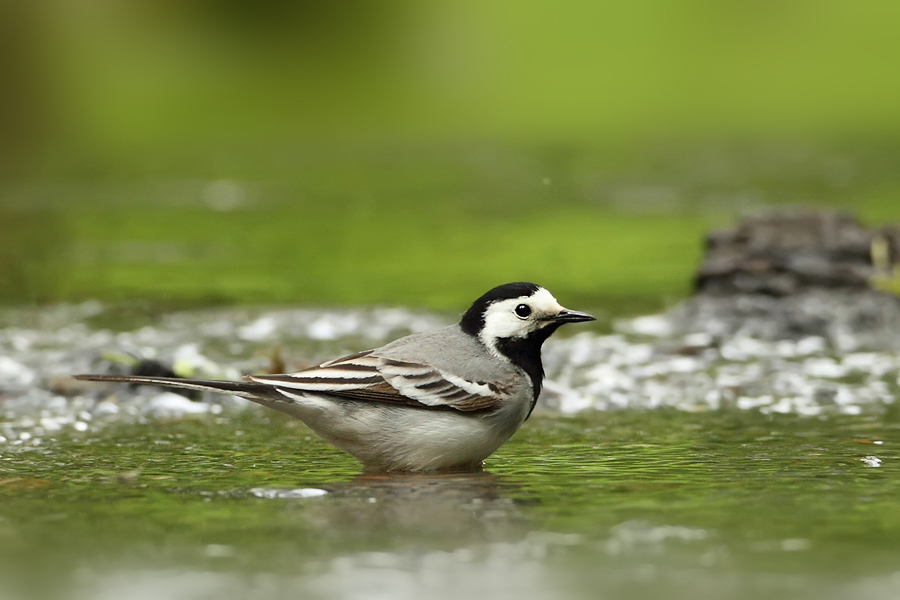 Konipas b&iacute;l&yacute; (Motacilla alba)