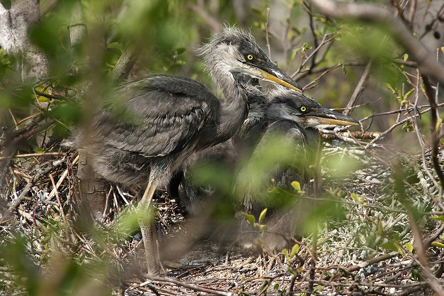  Volavka popelav&aacute; (Ardea cinerea)