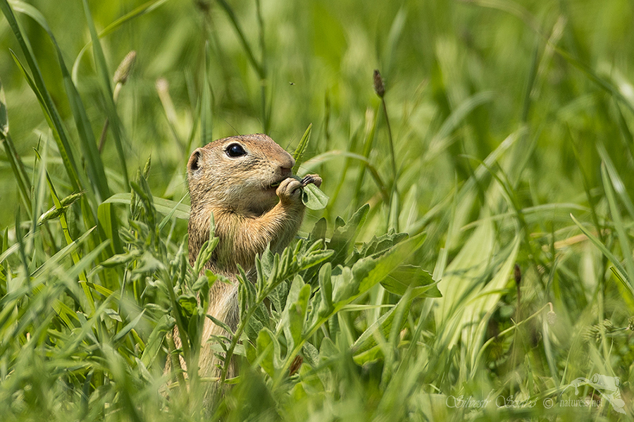 Sysel obecn&yacute; (Spermophilus citellus)