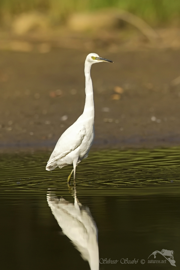 Volavka stř&iacute;břit&aacute; (Egretta garzetta) 